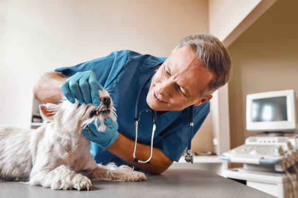Best Emergency Dentist for Knocked-Out Tooth in Country Club Hls, IL